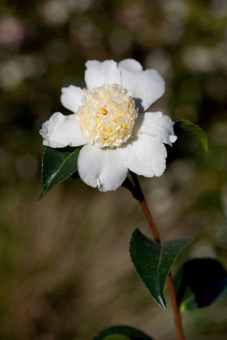 Anemone form Camellia oleifera ‘Jaune’ – Camellia of the Fall and Sun