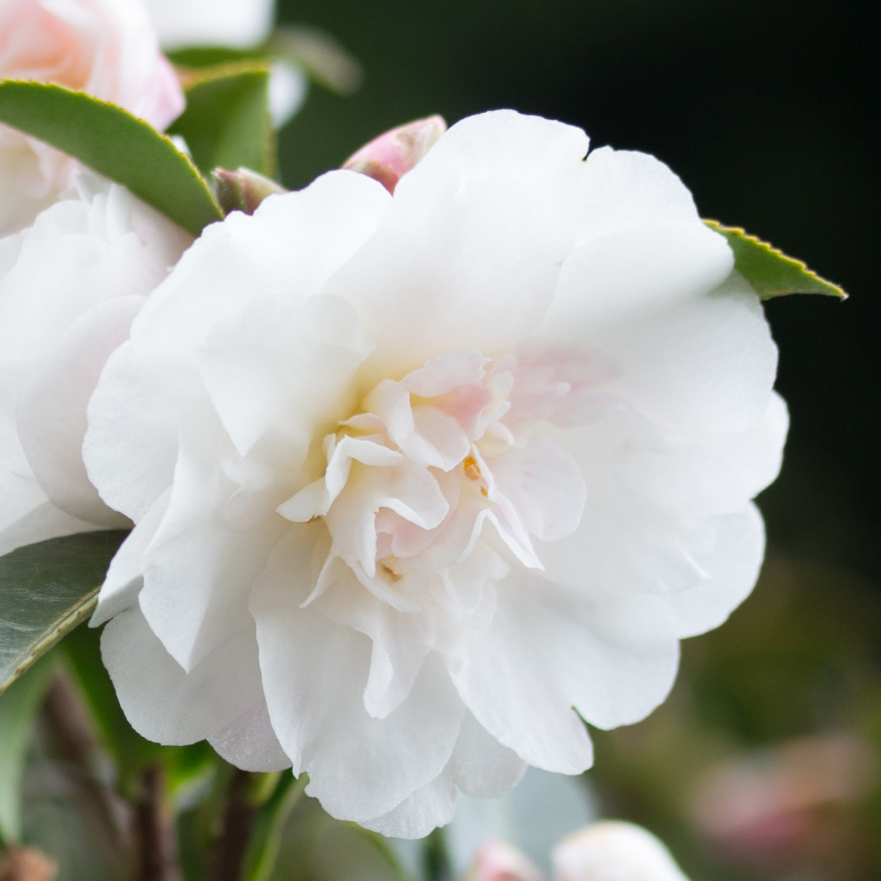 Camellia sasanqua and its relatives | white_dwarf_shishi_151205_154633-2