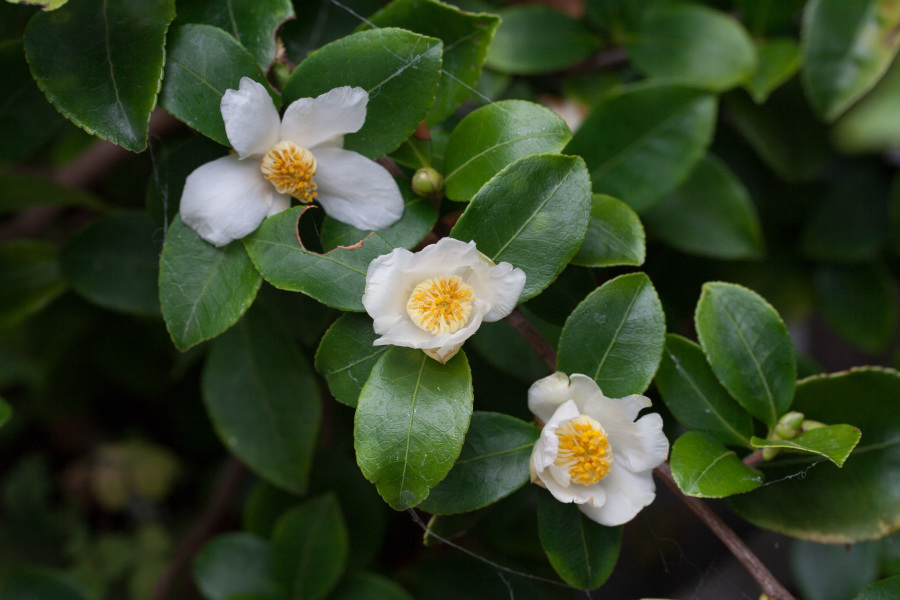 Annual Fall-flowering camellia giveaway – Camellia of the Fall and Sun