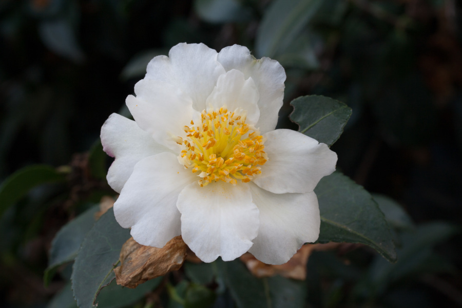 Annual Fall-flowering camellia giveaway – Camellia of the Fall and Sun